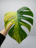 Monstera Aurea Steckling