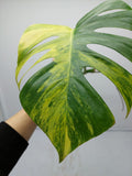 Monstera Aurea Steckling