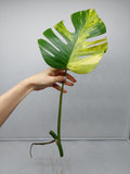 Monstera Aurea Steckling