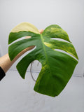 Monstera Aurea Steckling