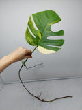 Monstera Aurea Steckling