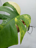 Monstera Aurea Steckling