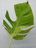 Monstera Aurea Steckling