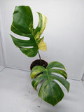 Monstera Aurea Steckling