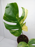 Monstera Aurea Steckling