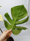 Monstera Aurea Steckling