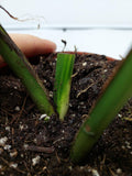 Monstera Aurea Steckling