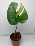 Monstera Aurea Steckling