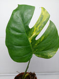 Monstera Aurea Steckling