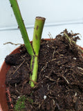 Monstera Aurea Steckling