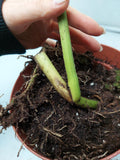 Monstera Aurea Steckling