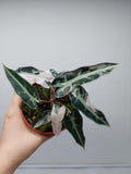 Alocasia Polly Pink Variegata