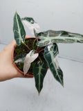 Alocasia Polly Pink Variegata