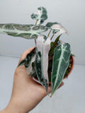 Alocasia Polly Pink Variegata