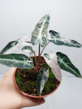 Alocasia Polly Pink Variegata