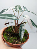 Alocasia Polly Pink Variegata