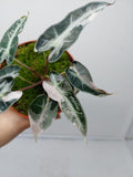 Alocasia Polly Pink Variegata