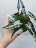 Alocasia Polly Pink Variegata