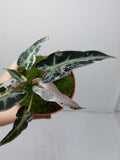 Alocasia Polly Pink Variegata