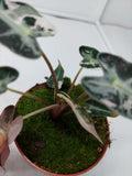 Alocasia Polly Pink Variegata