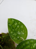 Monstera Karstenianum Peru Variegata