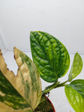 Monstera Karstenianum Peru Variegata