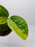 Monstera Karstenianum Peru Variegata