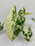 Alocasia Frydek Variegata