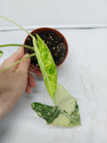 Alocasia Frydek Variegata