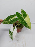 Alocasia Frydek Variegata