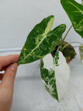 Alocasia Frydek Variegata