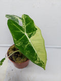 Alocasia Frydek Variegata