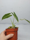 Alocasia Frydek Variegata