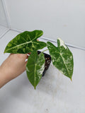 Alocasia Frydek Variegata