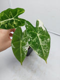 Alocasia Frydek Variegata