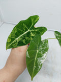 Alocasia Frydek Variegata