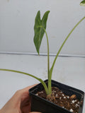 Alocasia Frydek Variegata