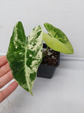 Alocasia Frydek Variegata