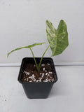 Alocasia Frydek Variegata