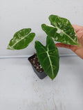 Alocasia Frydek Variegata