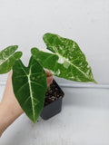 Alocasia Frydek Variegata