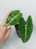 Alocasia Frydek Variegata