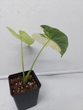 Alocasia Frydek Variegata