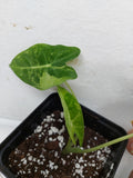 Alocasia Frydek Variegata