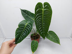 Anthurium Veitchii Narrow