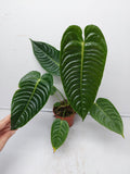 Anthurium Veitchii Narrow