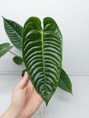 Anthurium Veitchii Narrow