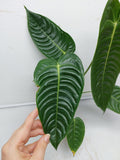 Anthurium Veitchii Narrow