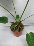 Anthurium Veitchii Narrow