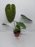 Anthurium Veitchii Narrow